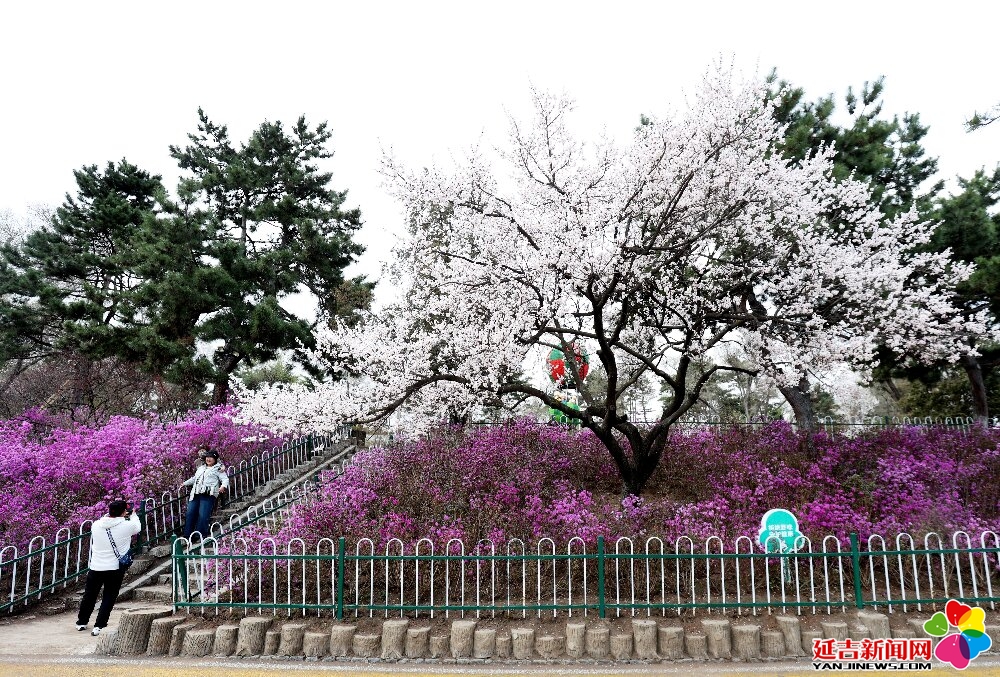延吉市人民公園：金達(dá)萊怒放 山杏錦上添花