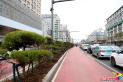 迎客松亮相街頭 延吉城市綠化再升級(jí)