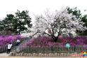 延吉市人民公園：金達(dá)萊怒放 山杏錦上添花